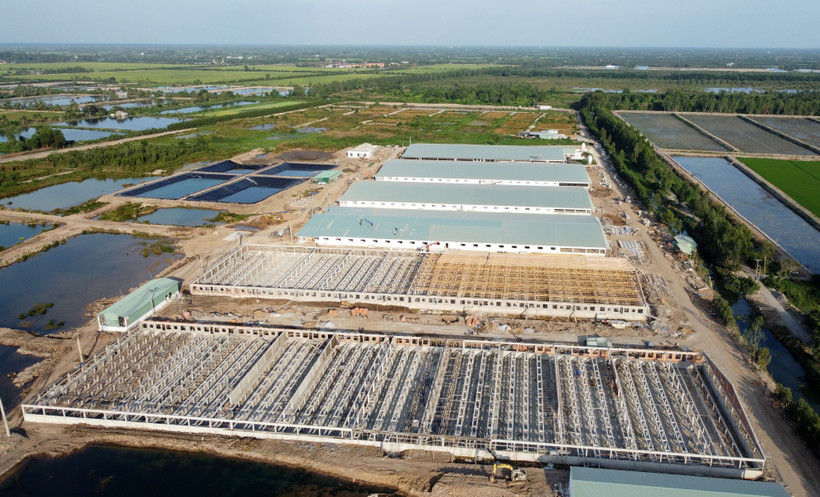 Trung tâm heo giống công nghệ cao tại Ấp 4, xã Mỹ Long (Cao Lãnh, Đồng Tháp) có quy mô lớn với 6 trại. Ảnh: Nhựt An – TTXVN
