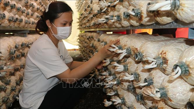 Mô hình nấm bào ngư gia đình chị Nguyễn Thị Vân Anh, thôn Phú Tâm, xã Phú Trung, huyện Phú Riềng, tỉnh Bình Phước mang lại thu nhập gần 200 triệu đồng mỗi năm. Ảnh: K GỬIH –TTXVN