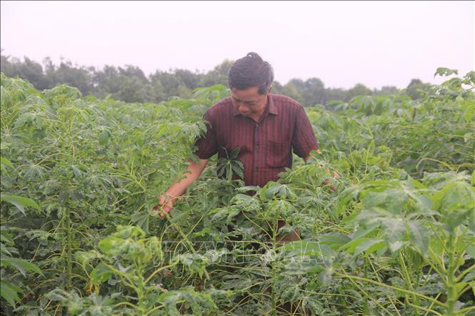 Ông Nguyễn Văn Thành, ấp Bàu Ngứa, xã Tân Lâm, huyện Xuyên Mộc, kiểm tra vườn sắn bị nhiễm bệnh khảm lá. Ảnh: Hoàng Nhị -TTXVN