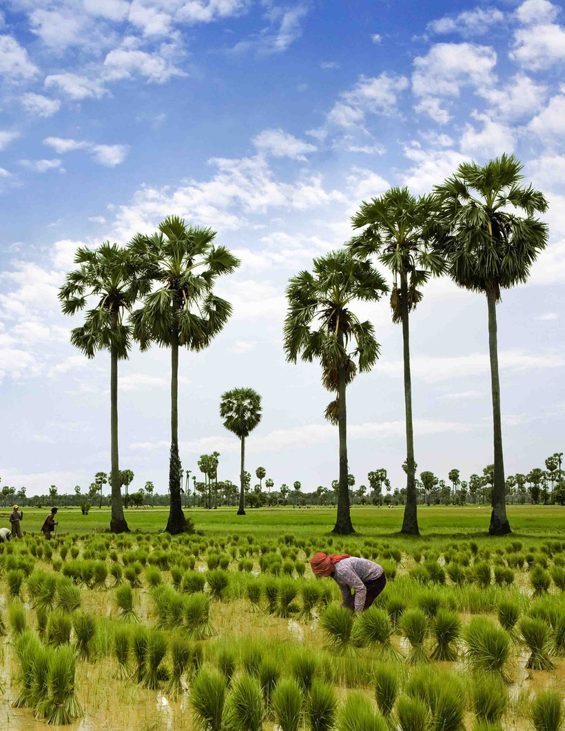 Mùa cấy ở Tây Ninh. Ảnh: Nguyễn Quang Tuấn