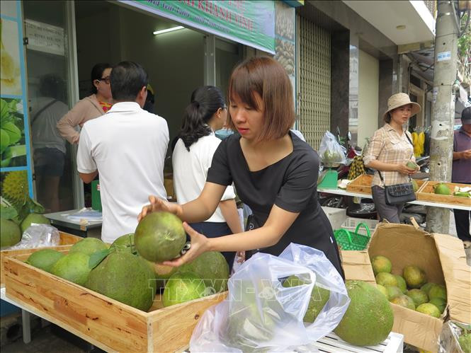 Người dân mua bưởi da xanh tại điểm bán hàng Trung tâm Hỗ trợ nông dân và Giáo dục nghề nghiệp (số 6, Tô Vĩnh Diện, TP Nha Trang). Ảnh: Phan Sáu – TTXVN