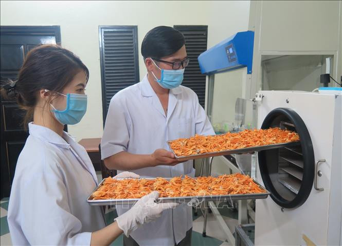 Đưa Đông trùng hạ thảo tươi đi sấy thăng hoa. Ảnh: Dư Toán – TTXVN