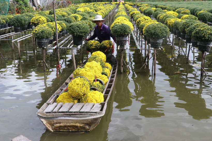 Nông dân xã Tân Khánh Đông, thành phố Sa Đéc (Đồng Tháp) thu hoạch cúc mâm xôi phục vụ thị trường Tết. Ảnh: Nguyễn Văn Trí – TTXVN
