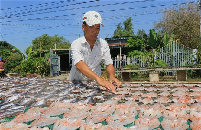 Sau khi làm sạch và tẩm ướp gia vị, cá lóc được phơi dưới ánh nắng mặt trời. Anhr: Nhựt An – TTXVN