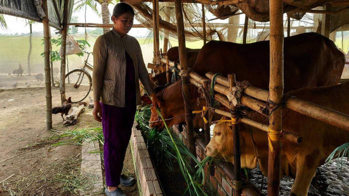 Mô hình chăn nuôi bò thịt giúp bà con đồng bào dân tộc Khmer trên địa bàn tỉnh Sóc Trăng có cuộc sống ổn định, thoát nghèo bền vững. Ảnh: baogiaothong.vn