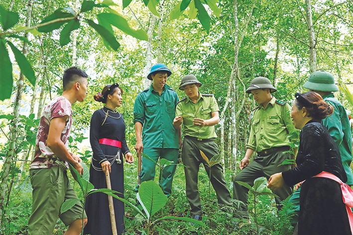Cán bộ kiểm lâm huyện Lâm Bình cùng đồng bào dân tộc kiểm tra các loại cây thảo dược được trồng dưới tán rừng. Ảnh: An Thành Đạt