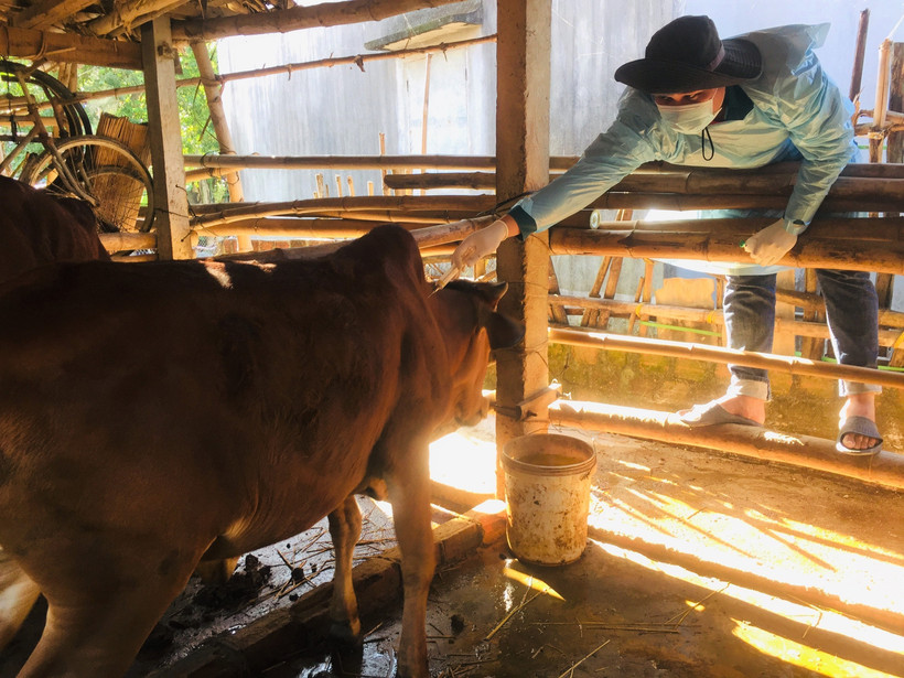 Nên tiêm phòng cho trâu bò khi chưa bị bệnh. Liều lượng tiêm theo hướng dẫn của nhà sản xuất. Ảnh: TTXVN