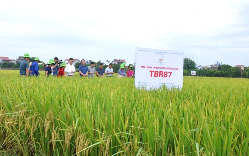Giống lúa TBR87 gieo cấy cho năng suất cao