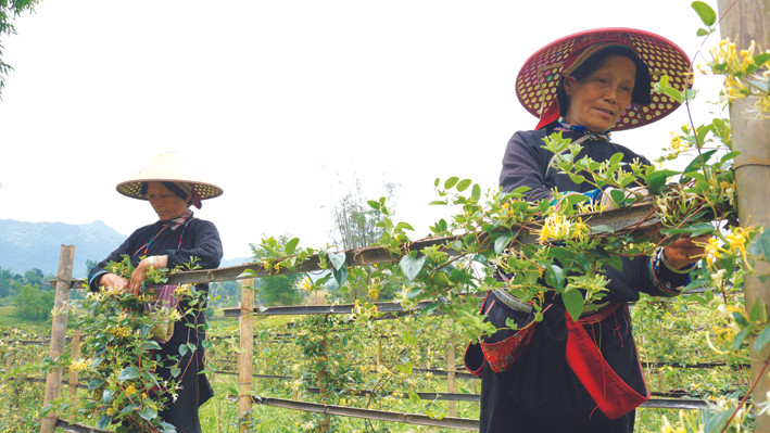 Những năm vừa qua, huyện Quản Bạ (Hà Giang) đã nỗ lực lưu giữ, phát triển nhiều loại cây thuốc, gắn với phát triển kinh tế. Ảnh: Hải Quỳnh