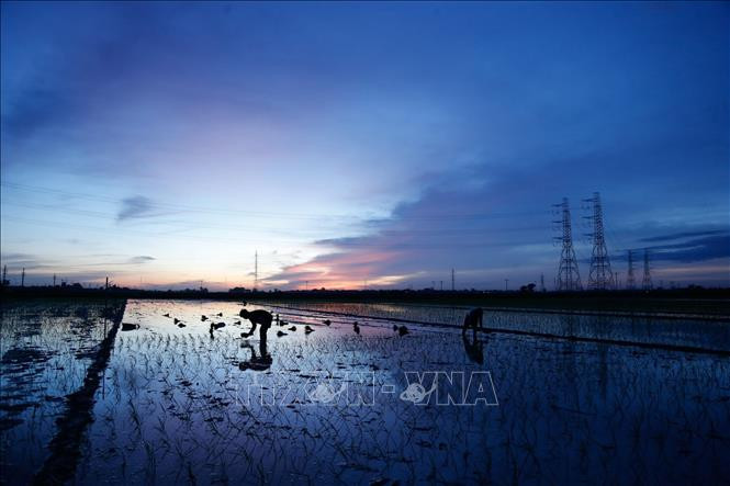 Nông dân xã Kim Bài, huyện Thanh Oai tranh thủ cấy vào rạng sáng 24/6/2020. Ảnh: Hoàng Việt/TTXVN phát