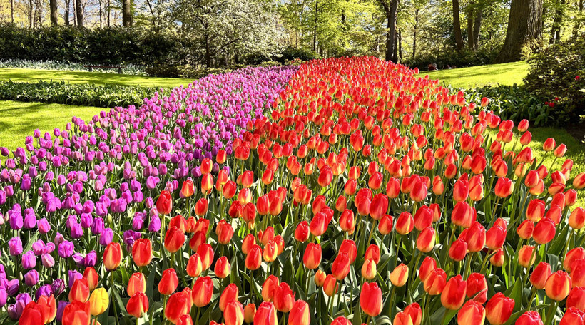 Hoa Tuylip đủ sắc màu tại vườn hoa Keukenhof ở Hà Lan. Ảnh: Mạnh Hùng - PV TTXVN tại Hà Lan