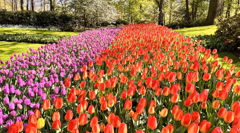 Hoa Tuylip đủ sắc màu tại vườn hoa Keukenhof ở Hà Lan. Ảnh: Mạnh Hùng - PV TTXVN tại Hà Lan