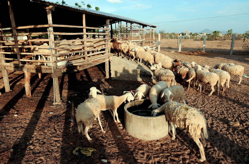 Xã Xuân Hải, huyện Ninh Hải là vùng chăn nuôi cừu lớn của tỉnh Ninh Thuận. Ảnh: An Hiếu