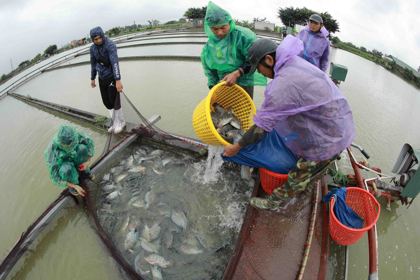 Một số biện pháp chống rét cho cá