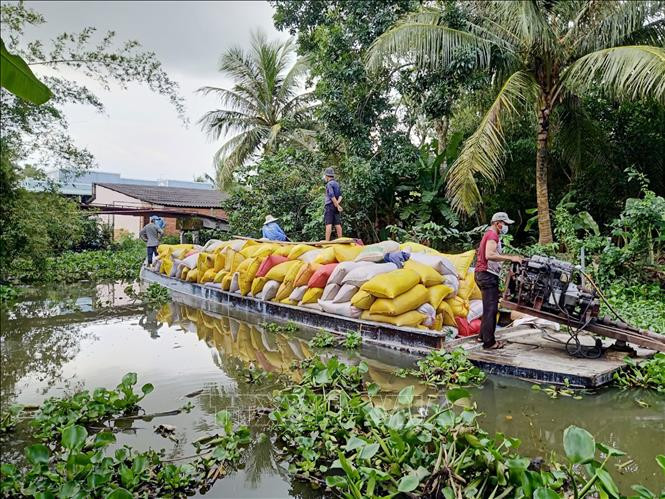 Vận chuyển lúa Hè Thu trên địa phận huyện Vĩnh Lợi (tỉnh Bạc Liêu). Ảnh: Chanh Đa-TTXVN