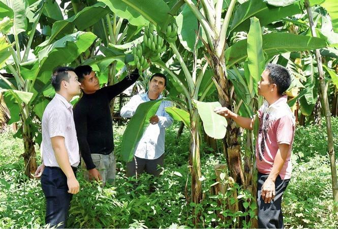 Đồng bào dân tộc thiểu số ở Gia Lai thoát nghèo nhờ nguồn vốn chính sách