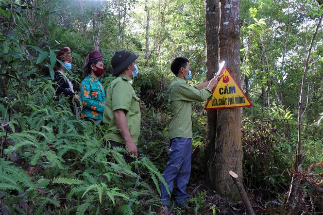 Giữ màu xanh cho những cánh rừng