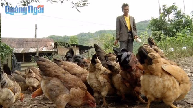 Hiệu quả từ sáng kiến chăn nuôi cho người nghèo ở huyện Sơn Tây