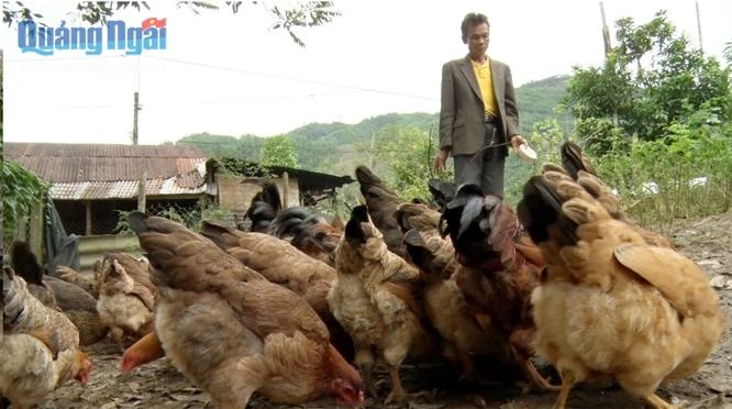 Hiệu quả từ sáng kiến chăn nuôi cho người nghèo ở huyện Sơn Tây