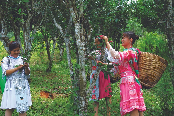 Xã Hồng Thái, huyện Na Hang hiện có trên 64 ha chè Shan tuyết, trong đó có 29 ha chè cổ thụ hàng trăm năm tuổi, 35 ha chè trồng trên 25 năm tuổi đang được Hợp tác xã chè Sơn Trà liên kết với các hộ đồng bào bao tiêu sản phẩm. Ảnh: An Thành Đạt