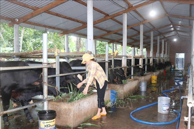 Ngày càng có nhiều hộ dân mạnh dạn đầu tư chăn nuôi, vỗ béo bò lai. Ảnh: Phạm Kha - TTXVN