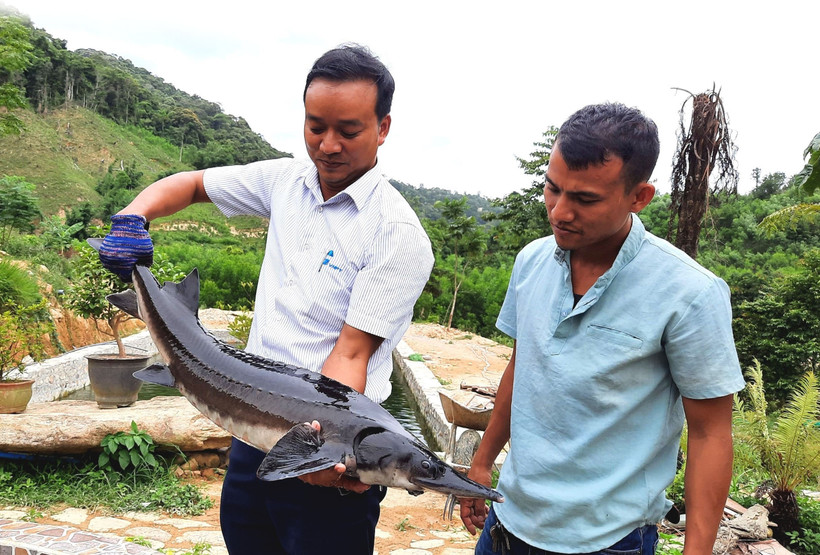 Cá tầm sau hơn 2 năm nuôi đạt trọng lượng gần 10 kg/con. Với giá bán khoảng 250.000 - 300.000 đồng/kg, đồng bào có thể nhanh chóng hoàn vốn đầu tư và có lãi. Ảnh: Tường Vi