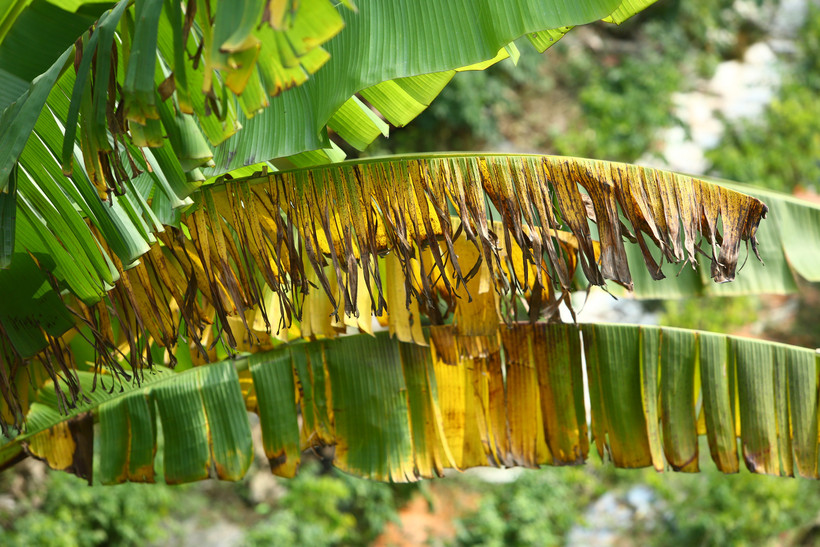 Cây chuối bị nhiễm bệnh có hiện tượng vàng từ lá già bên dưới, sau đó lan dần lên các lá non. Ảnh: Vũ Sinh