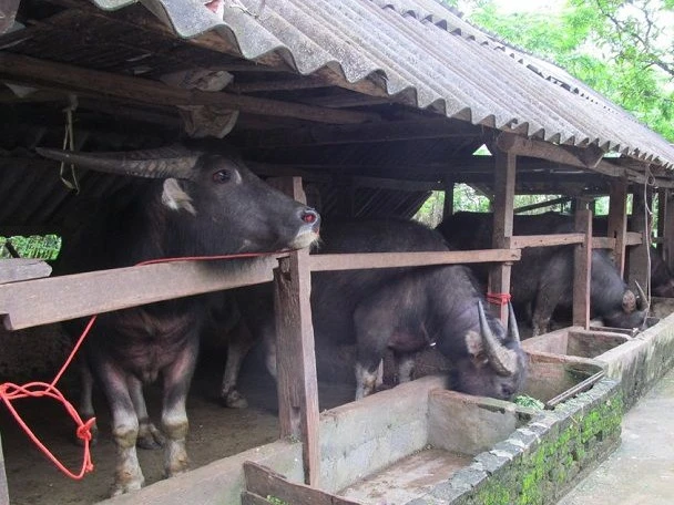 Đinh Văn Chế - Bí thư Chi bộ người H’re đi đầu trong phát triển kinh tế