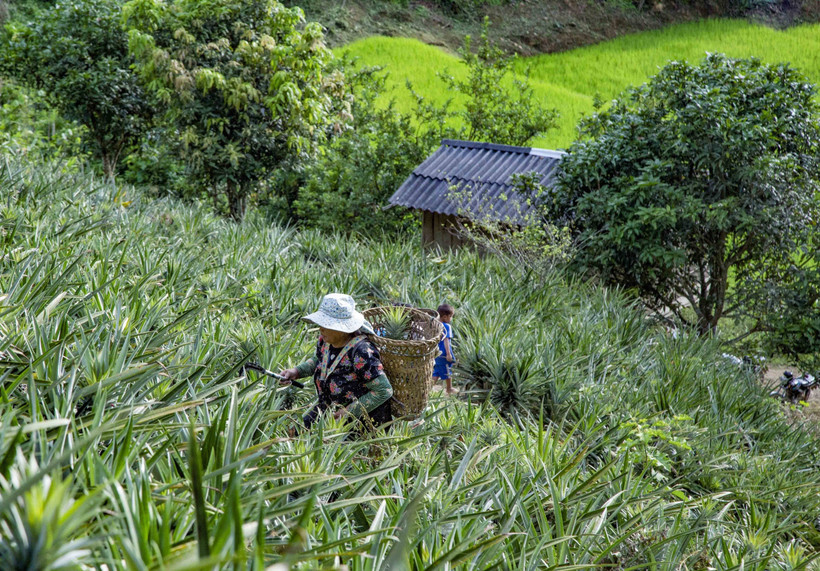 Dứa - Cây trồng giúp người Mông thoát nghèo