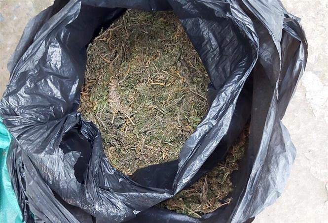 An Giang bắt giữ đối tượng nữ vận chuyển 4kg cần sa qua biên giới