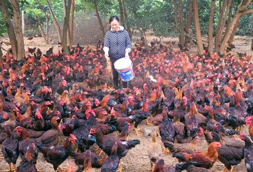 Do việc tiêu thụ gà thả đồi, gà thả vườn khó khăn nên nhiều hộ ở xã Hương Nhượng (huyện Lạc Sơn, tỉnh Hòa Bình) đã bỏ nuôi gà. Hiện chỉ còn gia đình bà Quách Thị Hòa (ảnh), xóm Bưng Cọi duy trì đàn gà khoảng 1.000 con. Ảnh: baohoabinh.com.vn