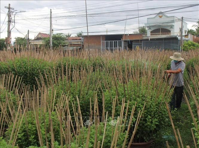 Khánh Hòa có nhiều vùng trồng hoa phục vụ thị trường hoa Tết nhưng nổi tiếng nhất phải kể hoa cúc Ninh Giang, thị xã Ninh Hòa. Ảnh: Phan Sáu-TTXVN