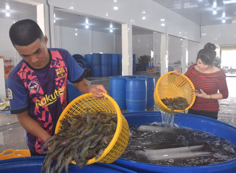 Chị Nguyễn Thanh Thủy luôn theo sát các hoạt động chế biến, sản xuất tại doanh nghiệp. Ảnh: Tuấn Kiệt