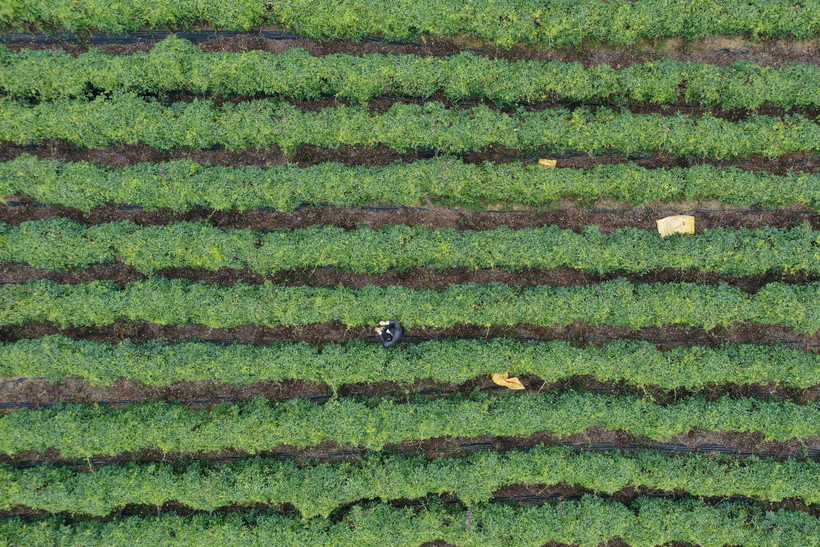 Bảo tồn và phát triển sâm nam núi Dành