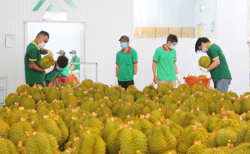 Năm 2022 là điểm sáng của ngành nông nghiệp Đắk Lắk khi một mặt hàng nông sản xuất khẩu chính ngạch sang các thị trường Trung Quốc, Nhật Bản. Ảnh: Hoài Thu - TTXVN.