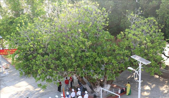 Cây bàng vuông – “cây di sản Việt Nam” trên đảo Nam Yết cành lá sum xuê che mát cả một khoảng sân rộng. Ảnh: Sỹ Tuyên – TTXVN