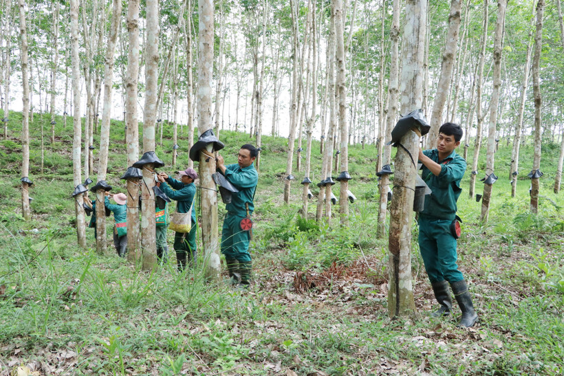 Người lao động của Công ty Cổ phần Cao su Lai Châu II có mức thu nhập bình quân từ 5 đến 6 triệu đồng/người/tháng. Ảnh: Đinh Thùy - TTXVN phát