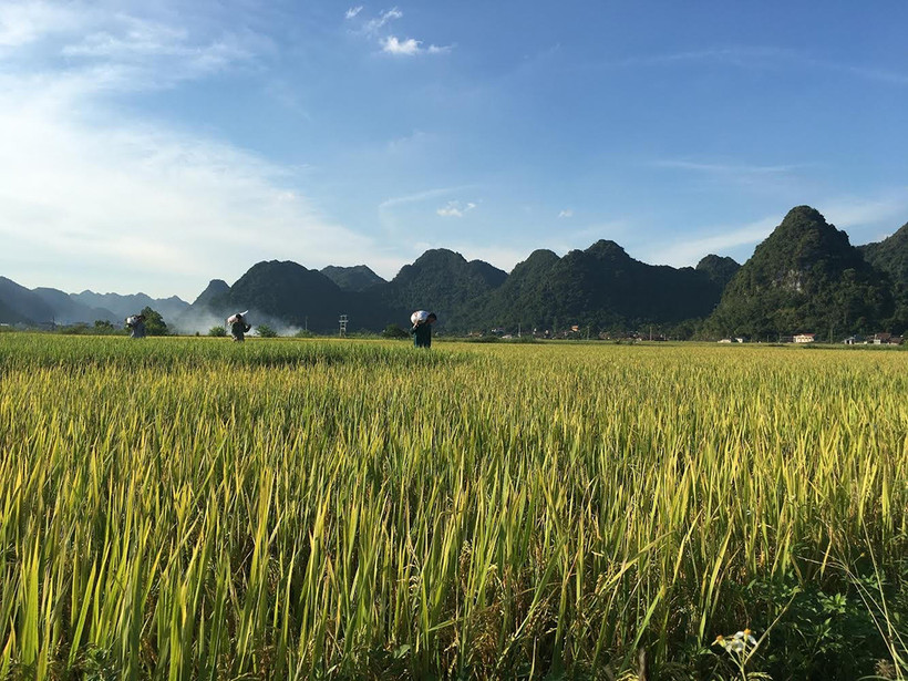 Nếp cái hoa vàng được xác định là sản phẩm nông nghiệp đặc sản, chủ lực của huyện Bắc Sơn (Lạng Sơn). Ảnh: Hoàng Hà