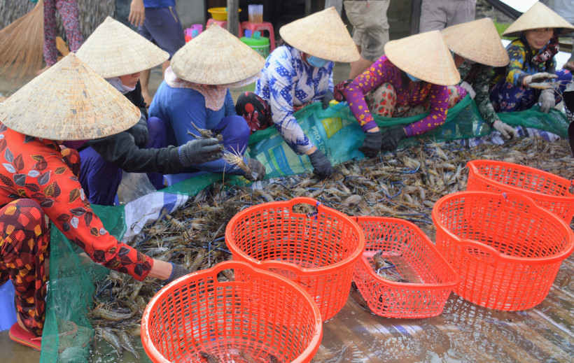 Bà con nông dân tổ chức phân loại tôm càng xanh trước khi đưa ra thị trường. Ảnh: Tuấn Kiệt