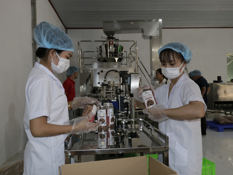 Bình Phước: Sản xuất điều theo công nghệ mới, thân thiện môi trường