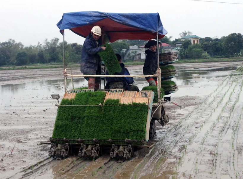 Áp dụng mạ khay, cấy máy giúp nông dân giảm chi phí sản xuất