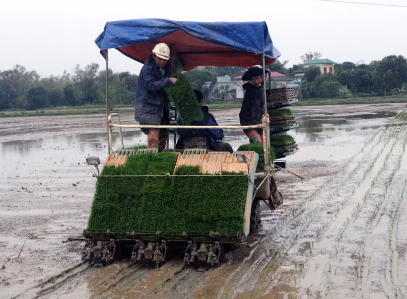 Áp dụng mạ khay, cấy máy giúp nông dân giảm chi phí sản xuất