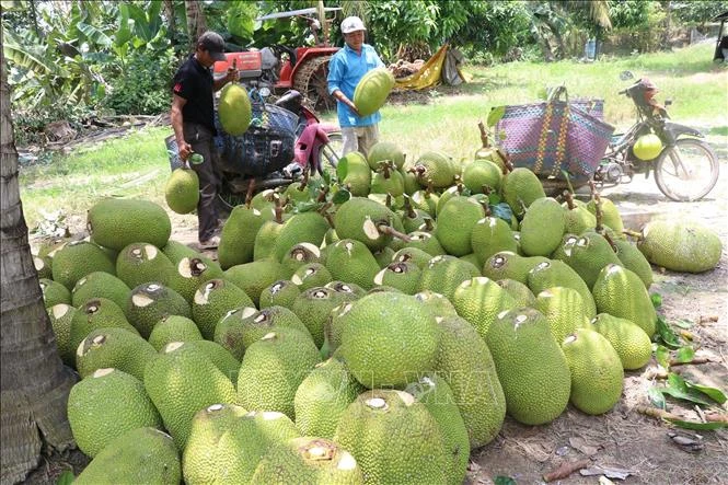 Thu hoạch mít Thái tại huyện Thanh Bình (Đồng Tháp). Ảnh: Nguyễn Văn Trí-TTXVN
