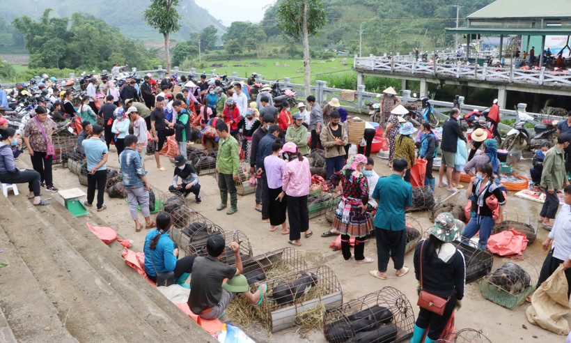 Khu vực chợ lợn tại Chợ phiên San Thàng (Lai Châu) nhộn nhịp người bán, người mua. Ảnh: Nguyễn Oanh – TTXVN