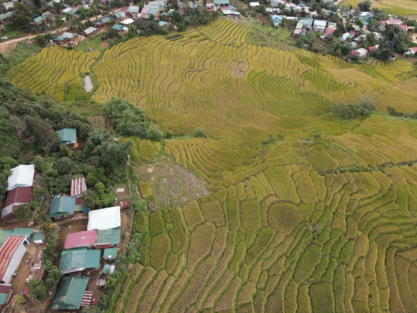 Mùa vàng ở thung lũng Măng Ri