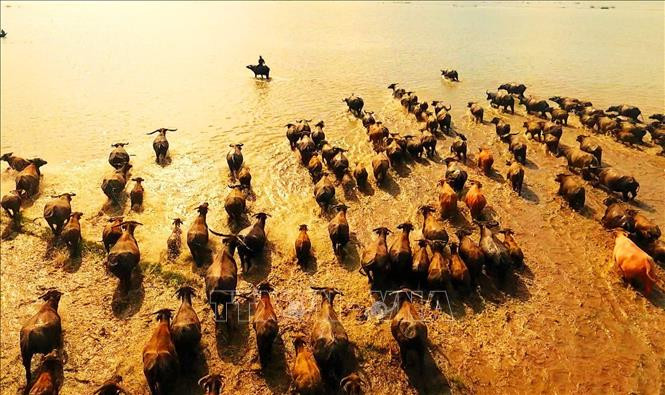 Mùa len trâu là bức tranh đồng quê tuyệt đẹp mùa nước nổi. Ảnh: Công Mạo-TTXVN