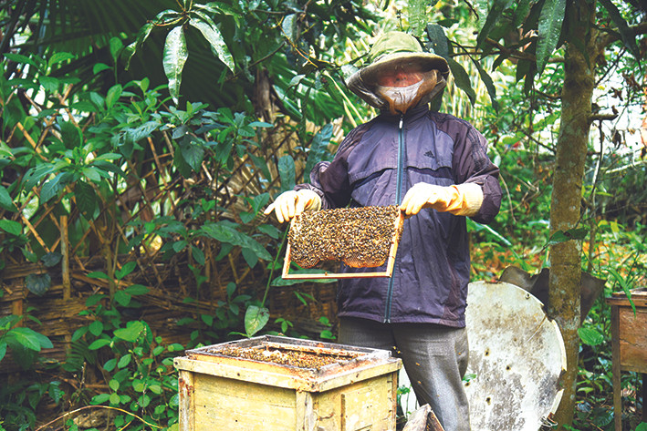 Nuôi ong lấy mật giờ trở thành nghề đem lại hiệu quả kinh tế cao cho hộ gia đình ông Nguyễn Minh Phán ở xóm Sòng, xã Độc Lập, thành phố Hòa Bình. Ảnh: Diễm Quỳnh