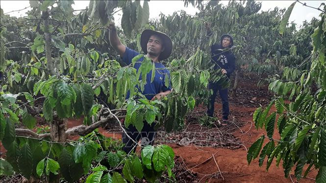 Vườn cà phê gây quỹ của làng Đơk Rơng, xã Glar, huyện Đăk Đoa, Gia Lai. Ảnh: Hoài Nam – TTXVN