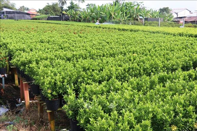 Làng hoa Sa Đéc (Đồng Tháp) trồng hoa trang phục vụ cho công trình. Ảnh: Nguyễn Văn Trí - TTXVN