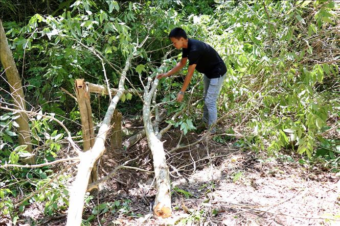 Các cây bằng lăng bị lấy đi phần gốc, còn phần thân, cành lá bị bỏ lại. Ảnh: Quang Thái – TTXVN